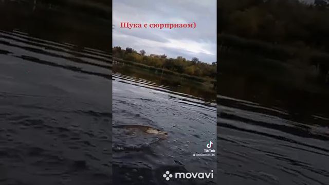 Щуку жизнь ничему не учит) #прикол #рыбалка #спиннинг #щука смотреть онлайн
