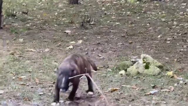 Минибулечке Умпе-Лумпе 3,5 месяца! смотреть онлайн