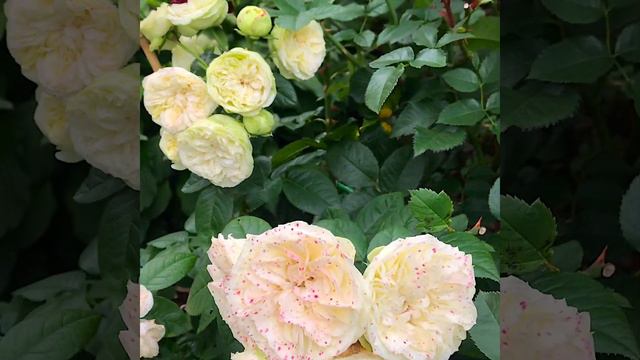 Второе цветение роз, съемка 15 августа 2020 смотреть онлайн