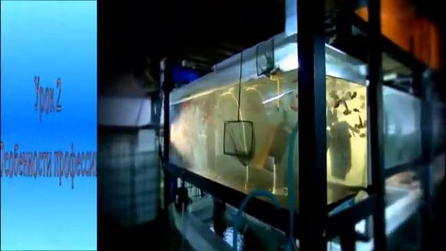 Профессия Ихтиолог- рыбовод КГКУ Балахтинский детский дом смотреть онлайн