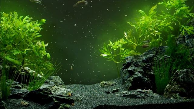 108L Iwagumi Brachydanios Frankei (danios Leopards)