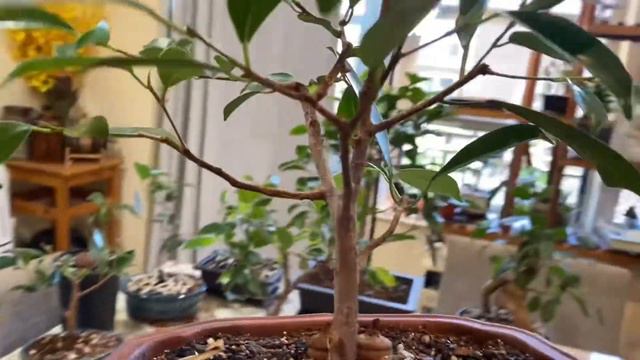 Setting up my Mini Green House + Ficus Updates смотреть онлайн
