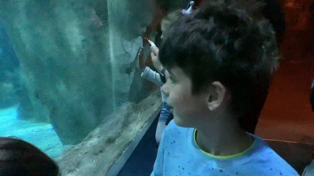 Марк и Ева в Турции ? Стамбульский аквариум или Аквариум Флория ? Part 2 / Mark and Eva Show смотреть онлайн