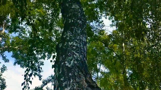 🌲 Берёза как Пальма в Кемерово и можно не уезжать на море :-) смотреть онлайн