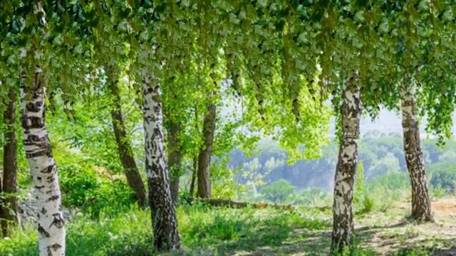 Березы природа лето футаж фон для монтажа смотреть онлайн