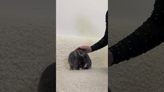 Оцените мой кроличий сон? А был ли это сон? #2023 #кролики #сон