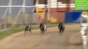 Дерби  Собачьи бега