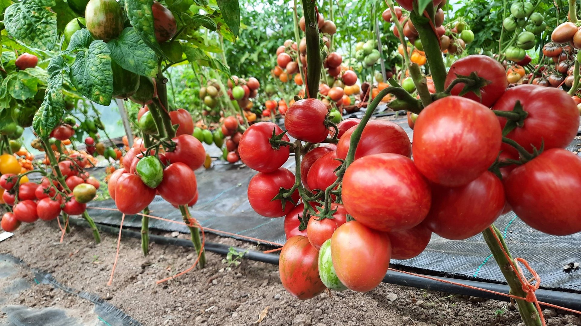 Популярные томаты «Гномы» - урожай 2024 смотреть онлайн