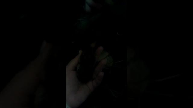 Хомячиха беременная порода джунгарские ? смотреть онлайн