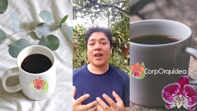 Orquídeas Phalaenopsis y consejos para el manejo efectivo en cultivo de Orquídeas - Corporquídea смотреть онлайн