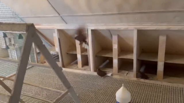 Питомник "Западный" Всех с праздником! (ч2) +7 909 667-53-00 Виктор смотреть онлайн
