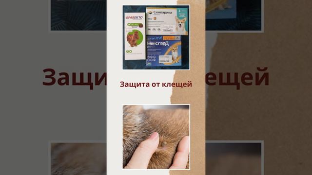 Домашняя аптечка для питомцев