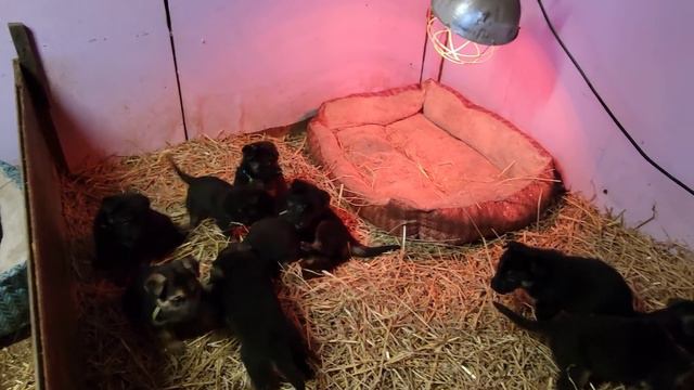 МОЁ УТРО /КАК Я КОРМЛЮ МОИХ ЖИВОТНЫХ /США смотреть онлайн