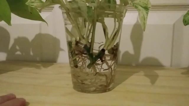 Growing Pothos (Epipremnum Aureum) In Full Water Culture