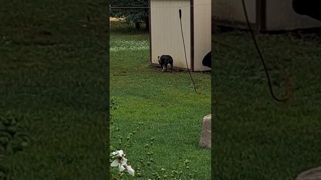 Varmint Hunter смотреть онлайн