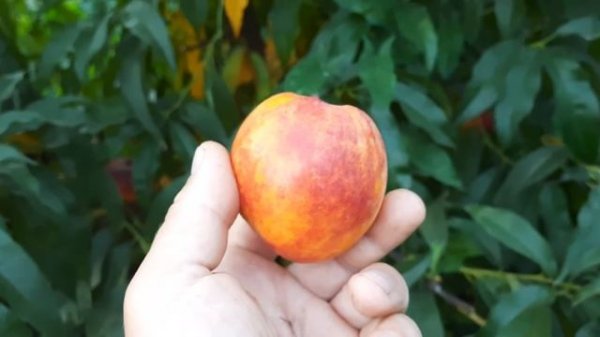 Нектарин Фантазия