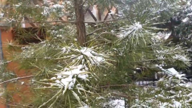 Sciadopitys Verticillata Pajehličník Přeslenatý