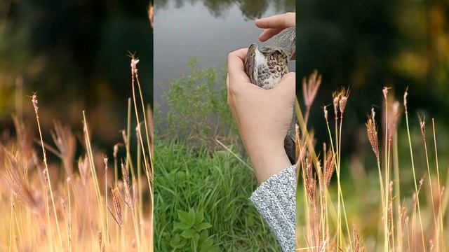 КОП на мельнице #копвидео #коппостарине смотреть онлайн