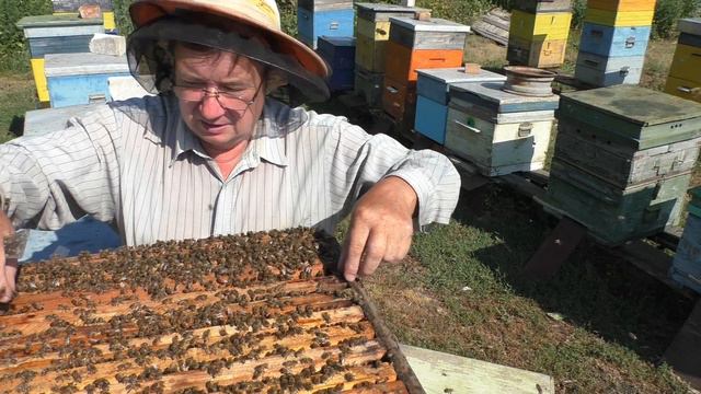 сколько меда уносит рой. смотреть онлайн