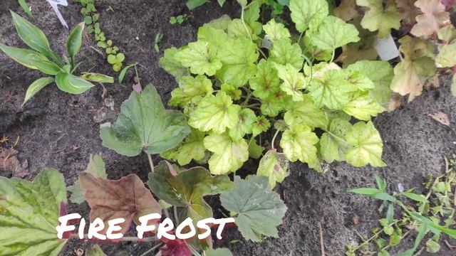 Гейхерелла сорт Fire Frost окрас листьев в июле...терпима к солнцу смотреть онлайн