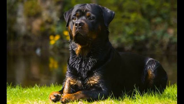 Ротвейлер (Rottweiler) - порода собак