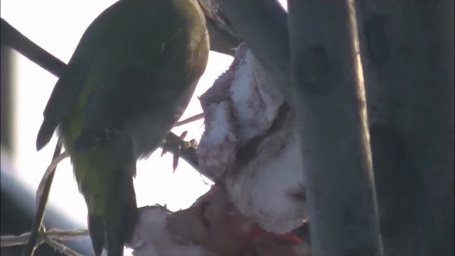 Зеленый дятел ) смотреть онлайн