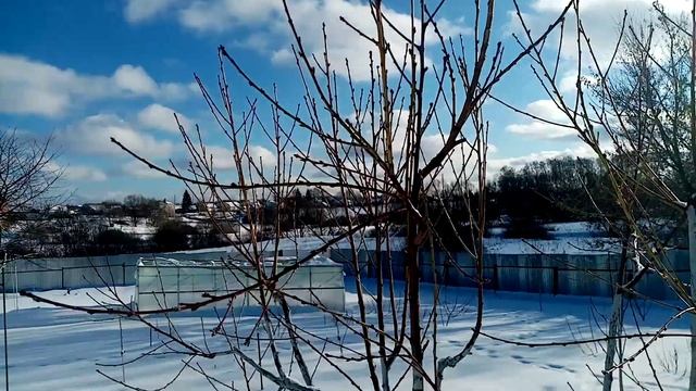 Персик Саженец 2018г. . Как Переносит Морозы и Зиму. 21 января 2022г. смотреть онлайн