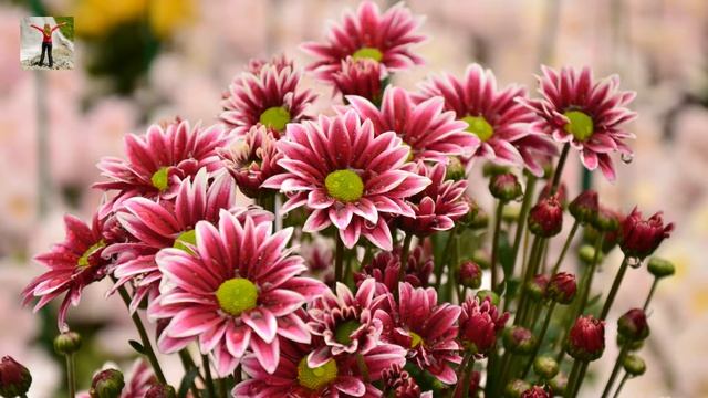 Бал хризантем в Никитском ботаническом саду | Ball of chrysanthemums in Nikitsky botanical garden смотреть онлайн