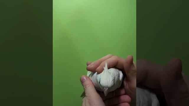 Птенчик Корелл. Окрас - Альбино. смотреть онлайн