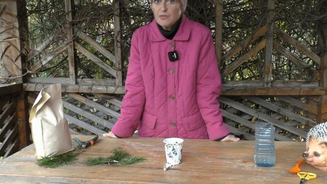 Черенкование хвойных культур ветками смотреть онлайн