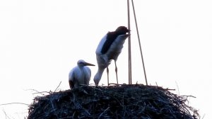 Футаж Аисты в Гнезде. Аист и Аистенок. Аисты Птицы. Аисты Видео. Футажи для видеомонтажа Видеофутаж