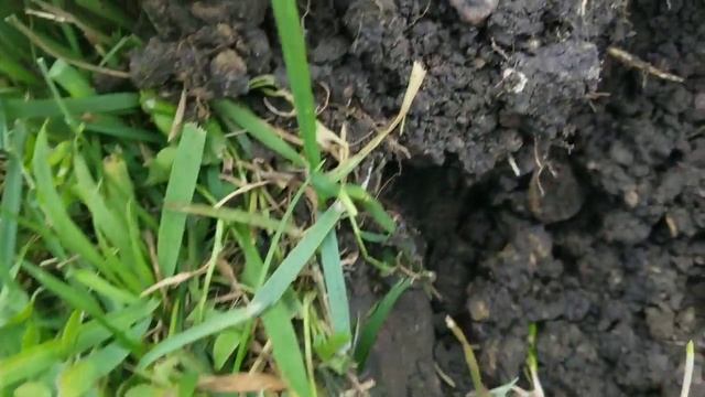 Metal Detecting Minelab E-Trac Short Hunt смотреть онлайн
