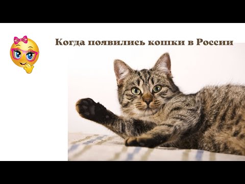Когда появились кошки в России_.mp4 смотреть онлайн