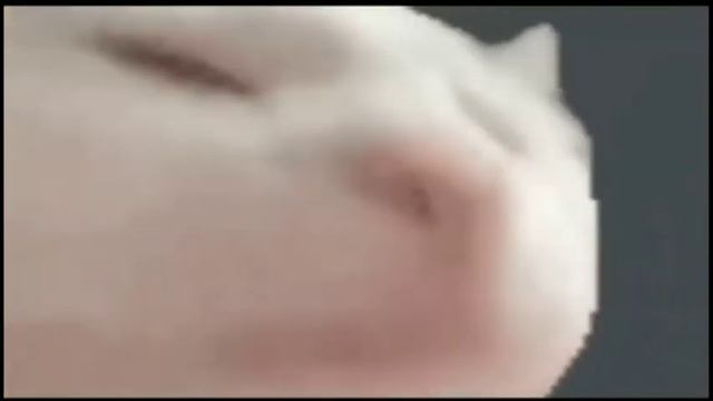 Белый кот флексит под музыку из S.T.A.L.K.E.R(бандиты) смотреть онлайн