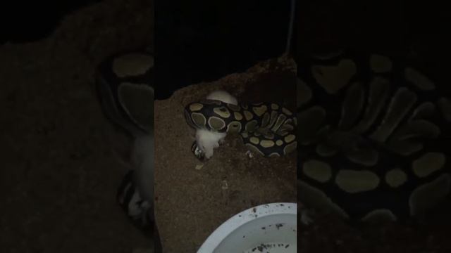 Ball python slow motion strike смотреть онлайн