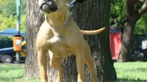 Самая сильная собака Стафорд