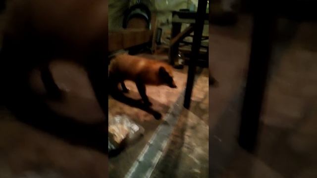 Магадан.Дикая лисица пришла к людям.Голод не тетка. смотреть онлайн