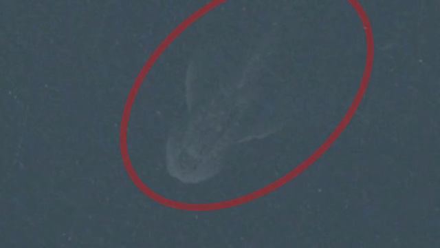 Мифические создания, которые действительно существуют смотреть онлайн