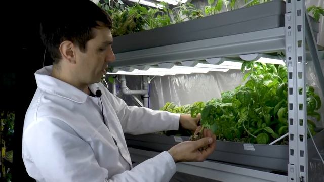 Базилик круглый год. Черенкование в пеностекле. смотреть онлайн