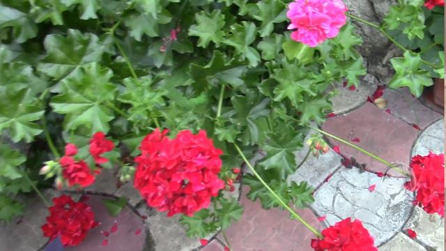 ПЕЛАРГОНИИ БУДУТ РАДОВАТЬ РОСТОМ И ЦВЕТЕНИЕМ. ПОВЕРЬТЕ МНЕ! ПРОСТО ДЕЛАЙТЕ ЭТО! смотреть онлайн