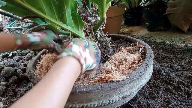 REPOTTING ANTHURIUM WAVE OF LOVE смотреть онлайн