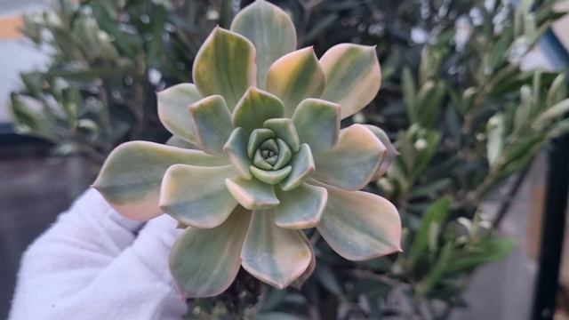 Echeveria Pretty in Pink variegated смотреть онлайн