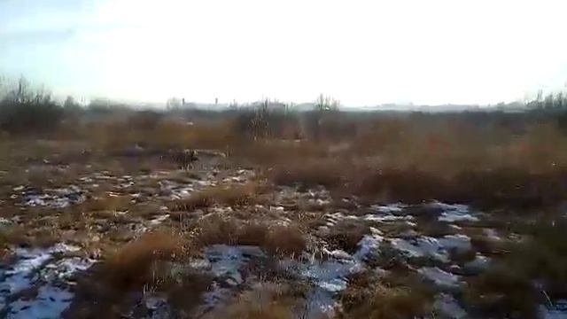 Немецкая овчарка 5 месяцев смотреть онлайн