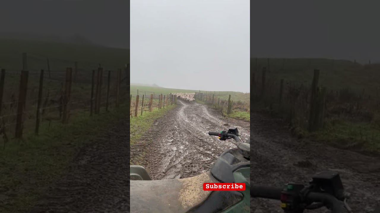 TikTok video 2024 смотреть онлайн