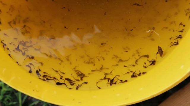 Raising Free-range Rabbits - Here is everything you need to know about rabbit and catfish farming! смотреть онлайн