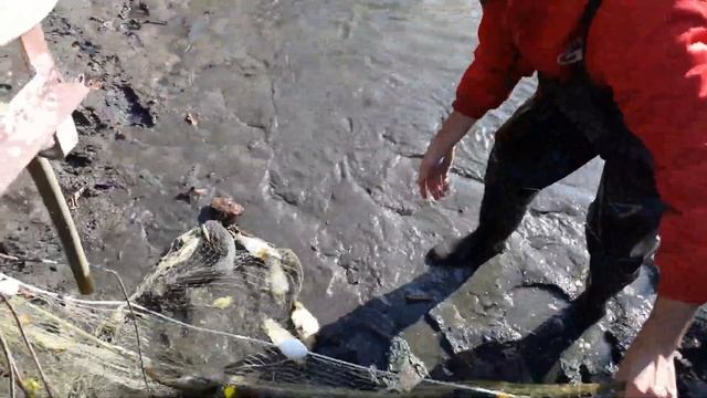 Карп и клариевый сом в пруду. Вылов бреднем смотреть онлайн