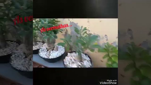 Minha coleção de Rosas do Deserto, vermelhas, negras, brancas, amarelas e rosas 🌸🏵️🌹💕 смотреть онлайн