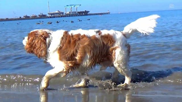 Анапа, ноябрь - На ПЛЯЖЕ аншлаг?! ЛОКДАУН в Краснодарском крае смотреть онлайн