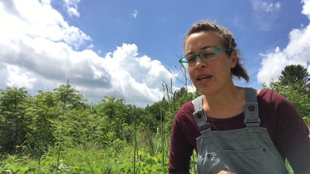 GROWING STRAWBERRIES AND ASPARAGUS TOGETHER: good idea or failed garden experiment? смотреть онлайн