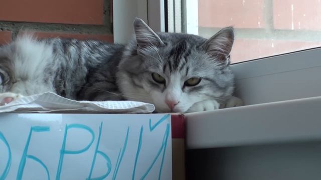 Добрый кот смотреть онлайн